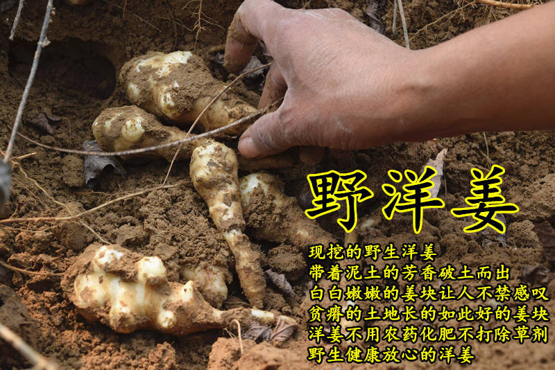 【特惠5斤】【坏果包赔】2019洋姜新鲜野生洋姜鬼子姜菊芋 5斤装