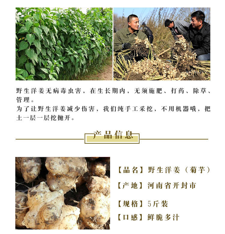 【新鲜现挖】现挖洋姜新鲜野生鬼子姜不辣地姜菊芋坏果包赔5-10斤带泥发货