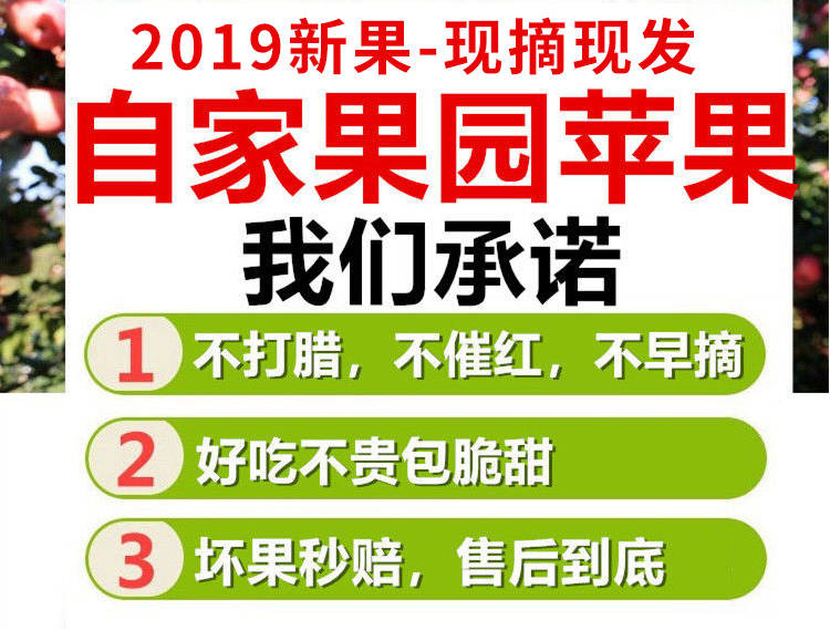 【买5斤送5斤坏果包赔】红富士苹果带箱10斤当季新鲜水果非冰糖心苹果丑苹果