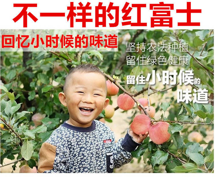 【买5斤送5斤坏果包赔】红富士苹果带箱10斤当季新鲜水果非冰糖心苹果丑苹果