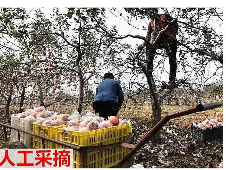 【买5斤送5斤坏果包赔】红富士苹果带箱10斤当季新鲜水果非冰糖心苹果丑苹果