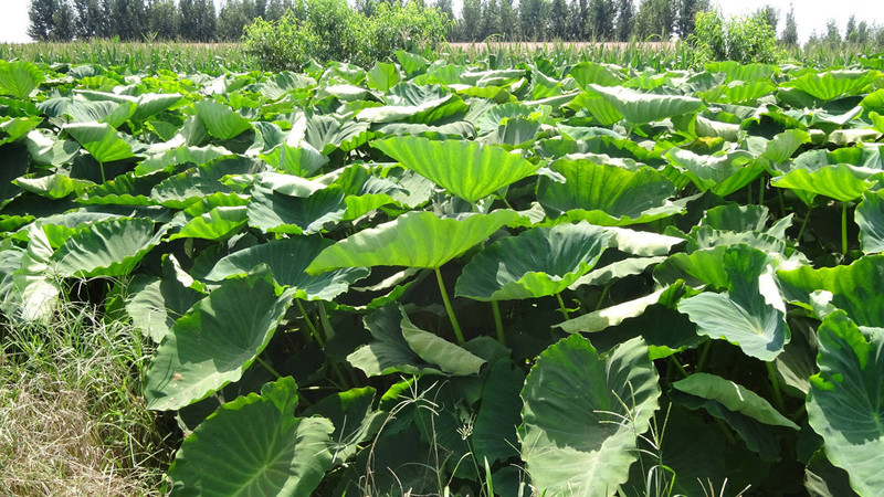 2019年新鲜小芋头山东毛芋头香芋农家自种奶芋5斤10斤装包邮