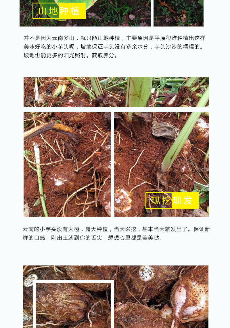 新鲜芋头小芋头毛芋头云南山地种植10斤【坏果包赔】