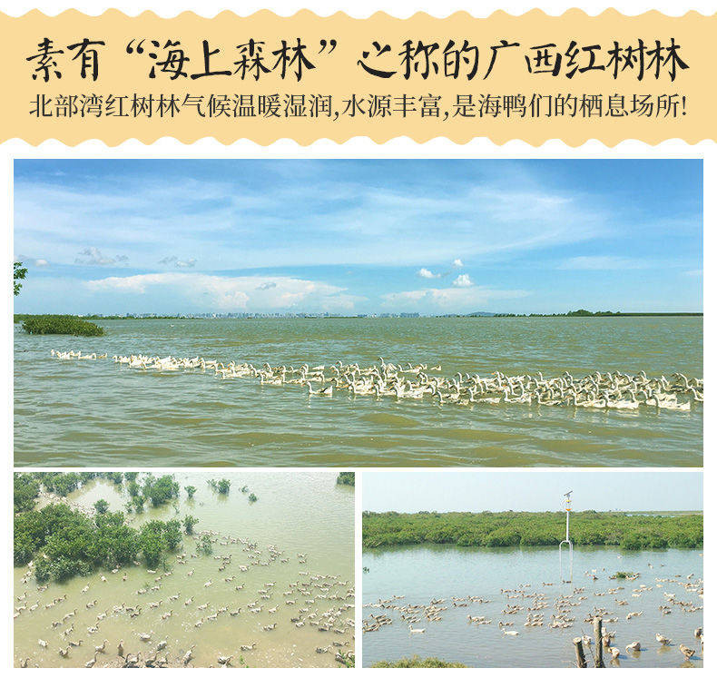 广西北部湾红树林烤海鸭蛋咸鸭蛋熟正宗红心流油咸蛋北海特产批发