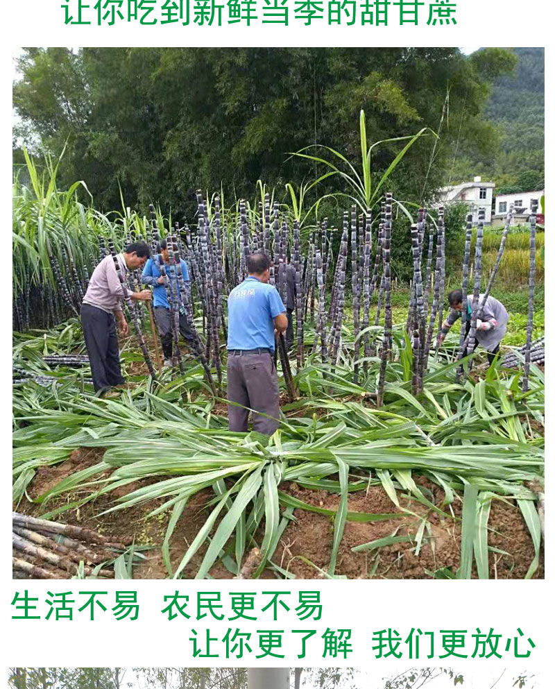 节长多汁 广西黑皮甘蔗新鲜甜杆不硬特甜应季水果包邮4-5斤