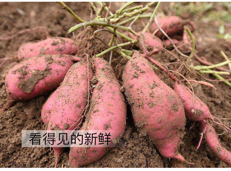 红心蜜薯农家新鲜现挖红薯黄心板栗小番薯山芋甜地瓜沙地5斤实惠装