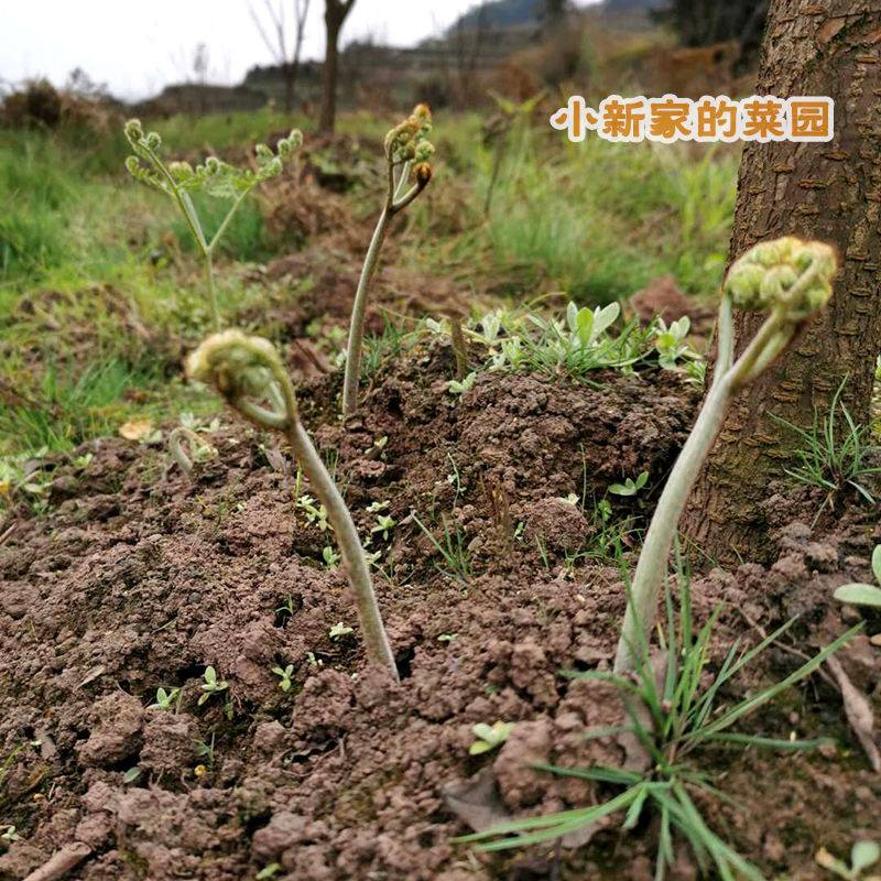 【新鲜现摘】野生蕨菜拳头菜农家野菜山野菜3/5/10斤蕨苔蕨根龙爪