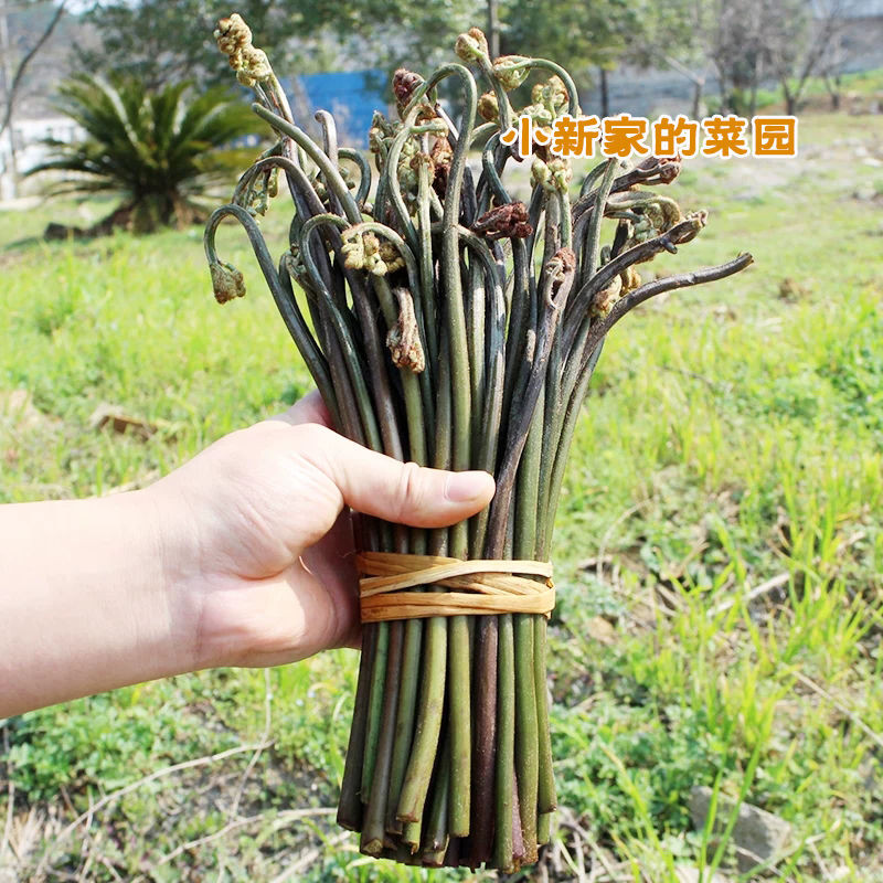 【新鲜现摘】野生蕨菜拳头菜农家野菜山野菜3/5/10斤蕨苔蕨根龙爪