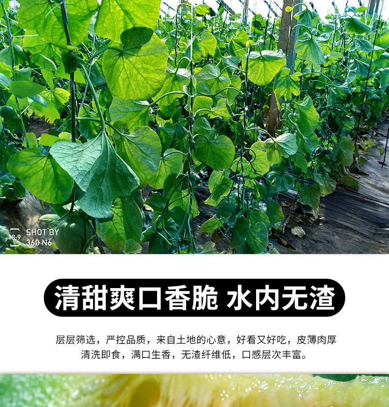 【48小时内发货】绿宝甜瓜水果新鲜当季整箱香瓜5斤包邮时令水果脆瓜绿宝石