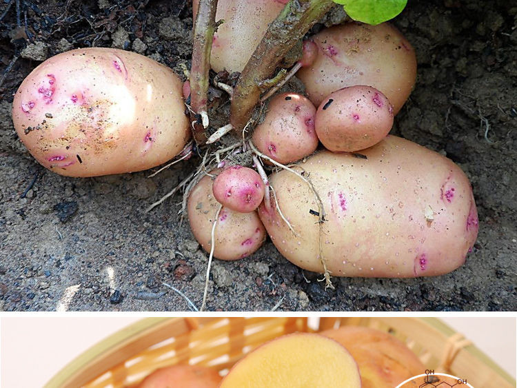 【48小时内发货】2020年云南高原新鲜现挖红皮黄心土豆5斤10斤 洋芋 马铃薯老品种土豆