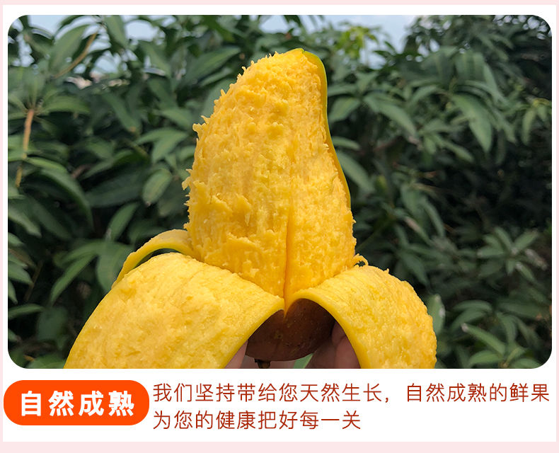 【精品现货】海南金煌芒果新鲜大青芒10斤装整箱批发包甜非小台农