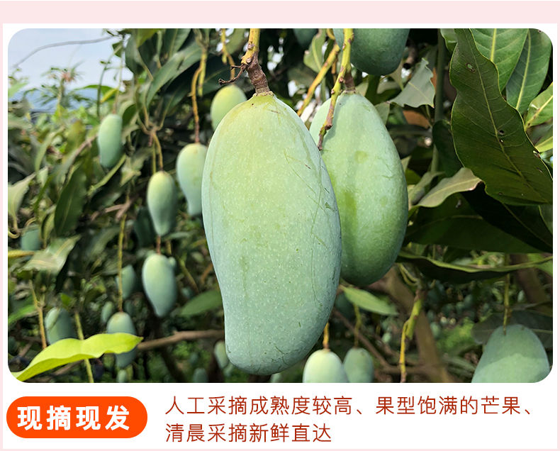 【精品现货】海南金煌芒果新鲜大青芒10斤装整箱批发包甜非小台农