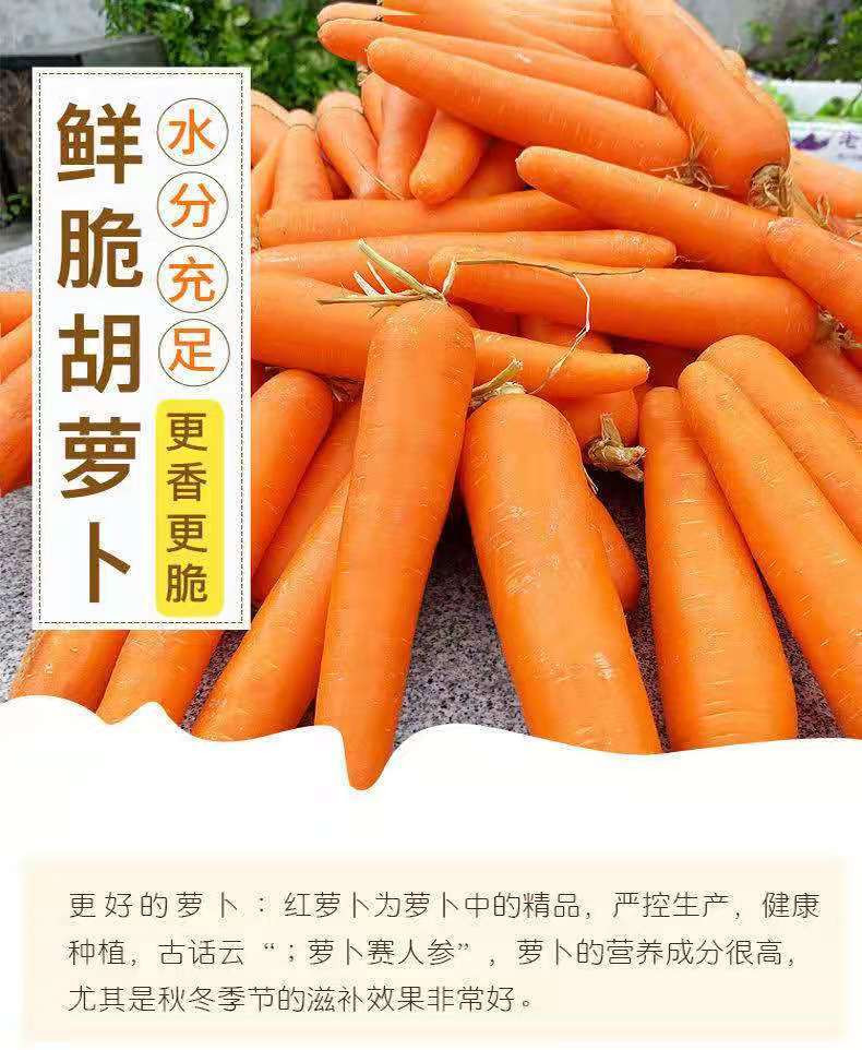 新鲜现挖十斤特惠新鲜胡萝卜新鲜蔬菜沙地水果红萝卜现挖农家自种胡萝卜