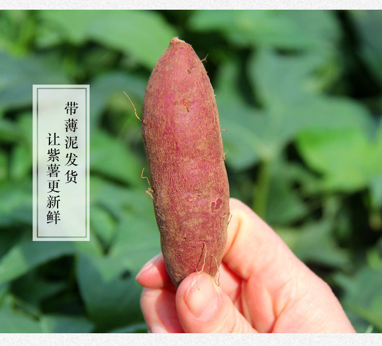  【坏果包赔】紫薯新鲜现挖现发5斤红薯沙地小山芋地瓜番薯粉糯香甜