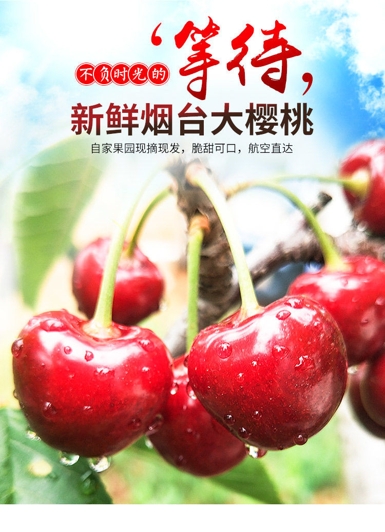 【48小时内发货】大樱桃国产车厘子新鲜水果1/3/5斤