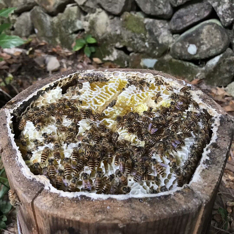 秦岭土蜂蜜天然野生正宗深山百花蜜黑蜂雪蜜自然成熟