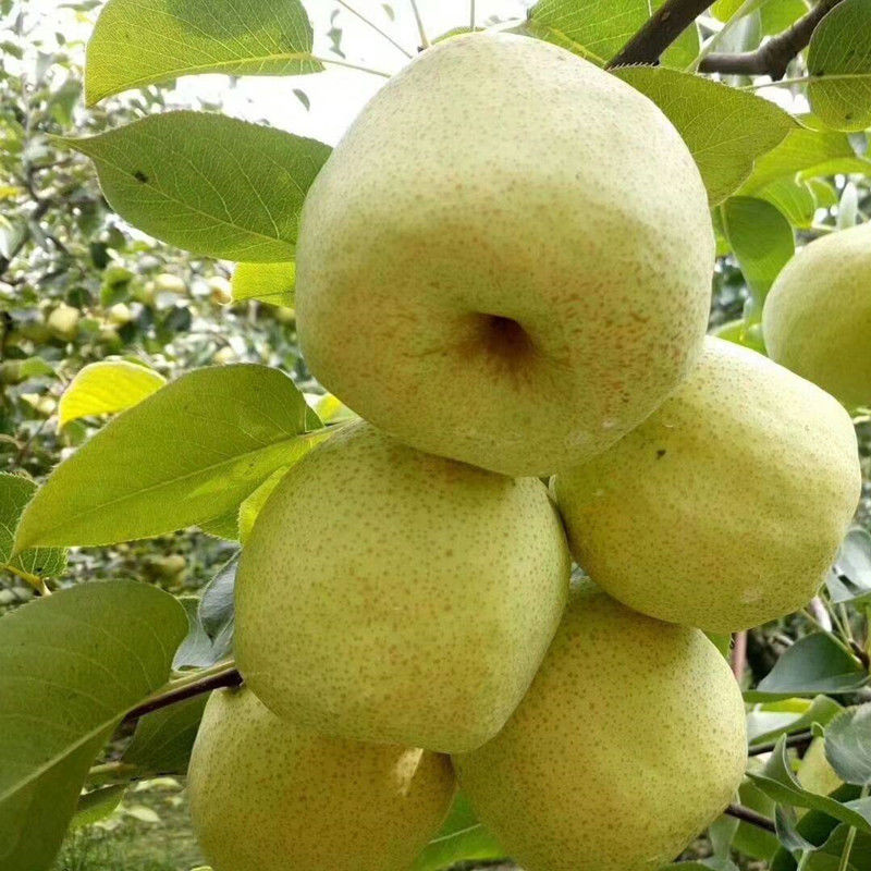 梨子10斤新鲜水果白酥梨5斤百年梨树非皇冠梨青梨