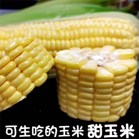 云南现摘新鲜水果黄玉米鲜玉米包谷