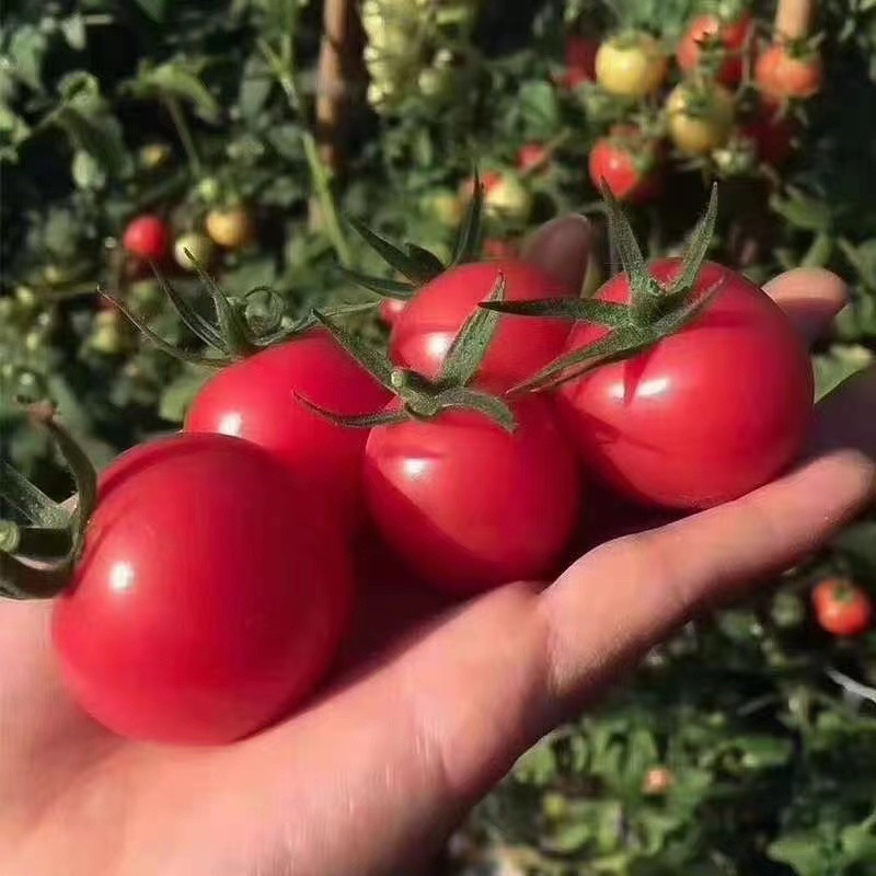 妙采园 圣女果现摘新鲜小番茄生吃小西红柿应季水果批发