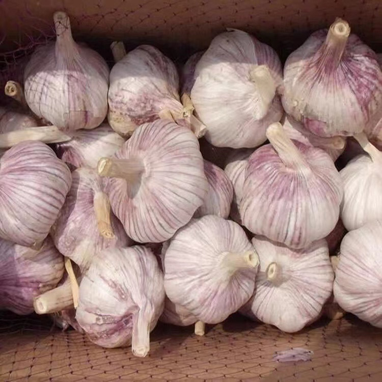 妙采园 大蒜头5斤干蒜紫皮蒜种新鲜腊八蒜9斤大蒜包邮2斤