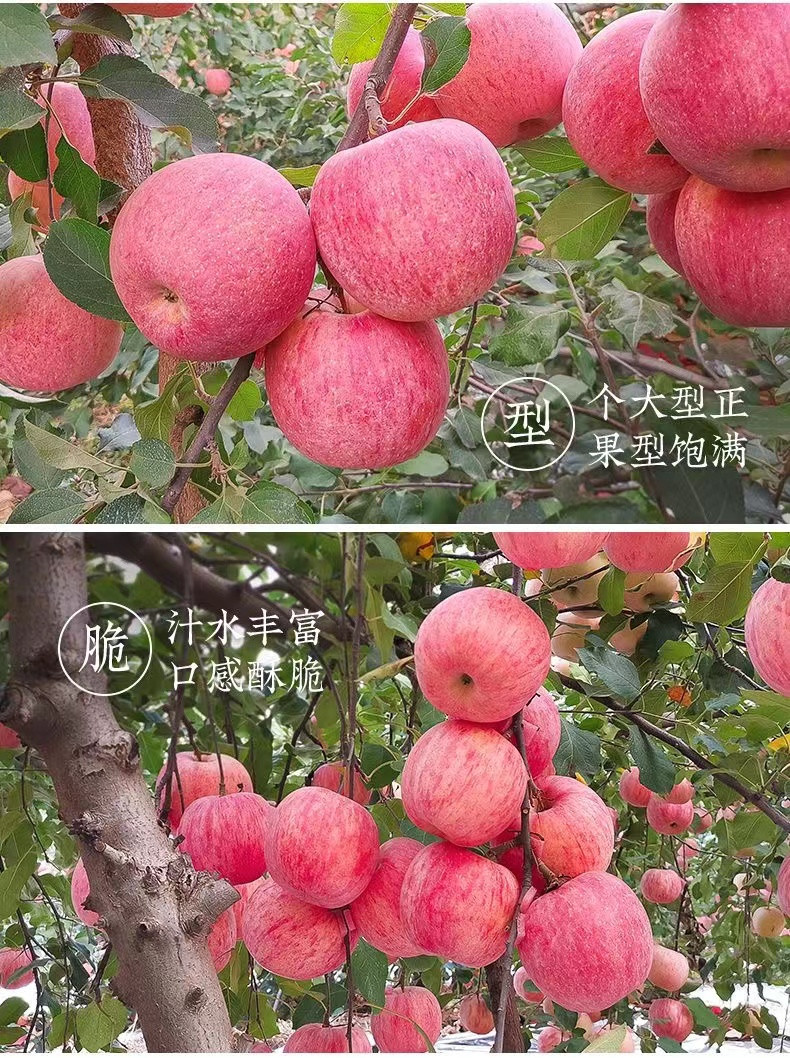 妙采园 红富士苹果新鲜水果苹果9-10斤甜脆
