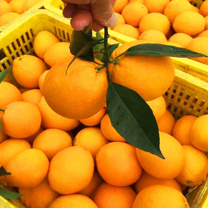 【5-10斤装】手剥脐橙【100%新鲜】脐橙冰糖橙包邮新鲜橙子