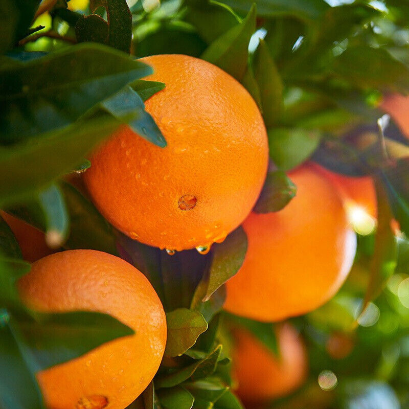 【5-10斤装】手剥脐橙【100%新鲜】脐橙冰糖橙包邮新鲜橙子