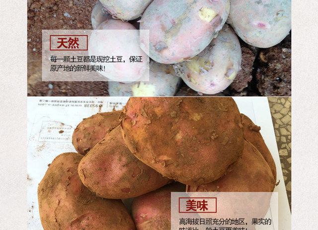 云南小土豆新鲜10斤马铃薯农产品蔬菜红皮洋芋迷你小黄心土豆