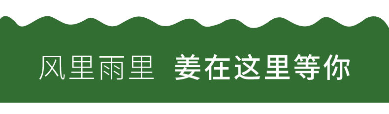 嫩姜仔姜鲜姜子姜新鲜嫩仔姜鲜姜新鲜四川嫩仔姜芽鲜姜子姜嫩生姜