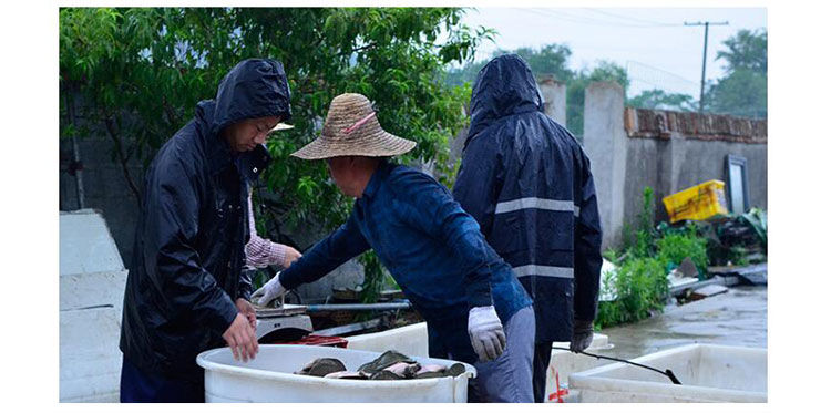 滋补甲鱼活体水鱼团鱼生鲜水产龟散养中华鳖苗批发包邮海鲜