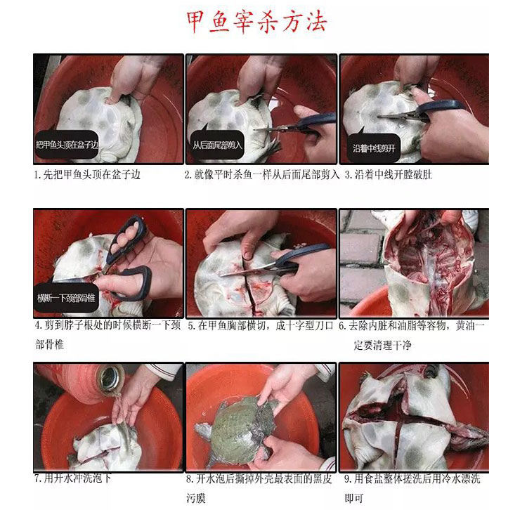 滋补甲鱼活体水鱼团鱼生鲜水产龟散养中华鳖苗批发包邮海鲜