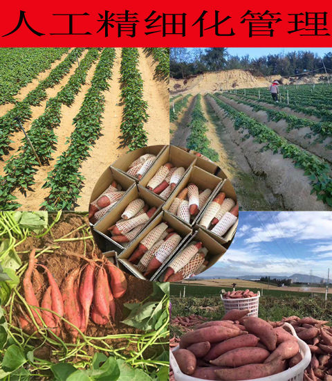 【现挖现发】【5斤实惠价】六鳌沙地红蜜薯红心番薯地瓜新鲜糖心红薯香甜糯包邮