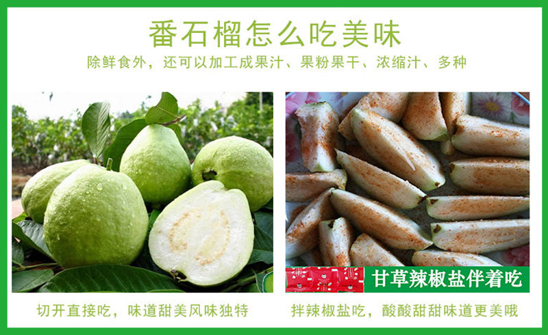 广西新鲜番石榴白心芭乐农家特产现摘应季热带水果芭乐果潘石榴