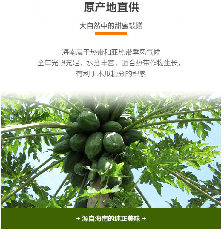 【10斤带箱子】云南红心木瓜5斤单果500-1400g 牛奶木瓜新鲜水果