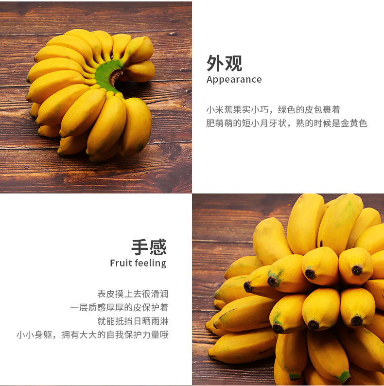 广西小米蕉香蕉新鲜水果3/5/9斤水果批发包邮现摘现发酸甜