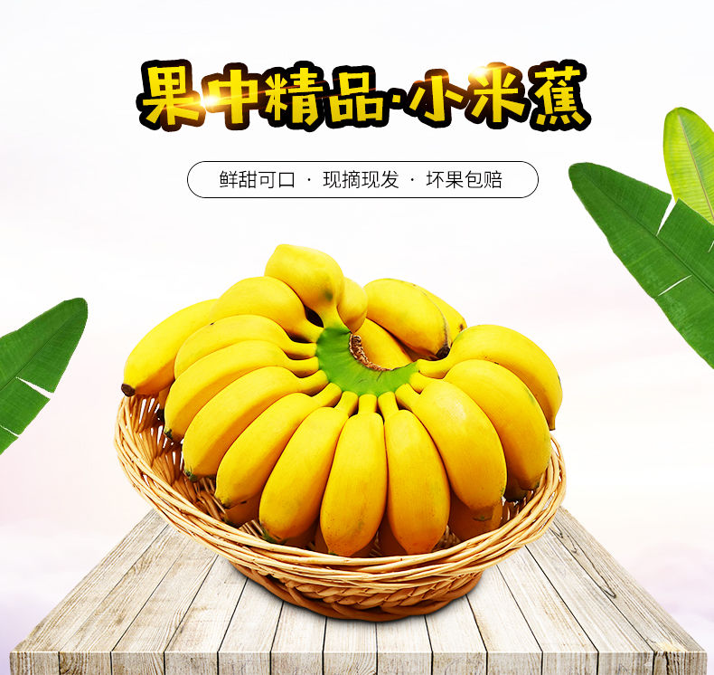 广西小米蕉香蕉新鲜水果3/5/9斤水果批发包邮现摘现发酸甜