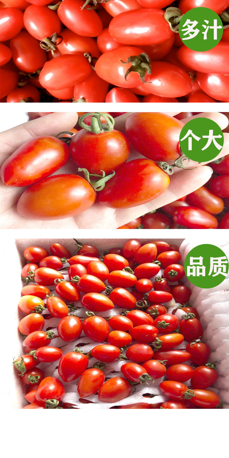 云南圣女果3/5斤小番茄水果现摘现发小柿子新鲜小西红柿孕妇水果