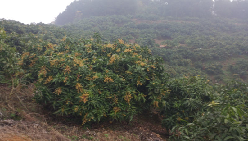 现摘广西生吃芒果酸芒果脆芒果新鲜水果小月牙芒果青芒果孕妇水果