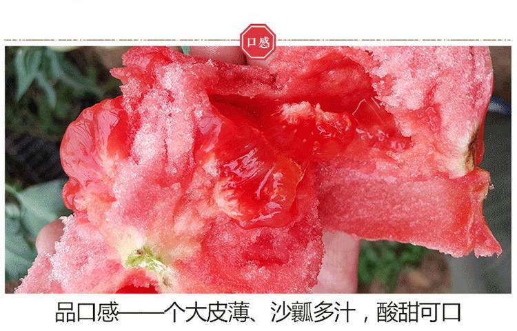 广西现摘沙瓤自然熟西红柿2斤5斤新鲜水果蔬菜带箱