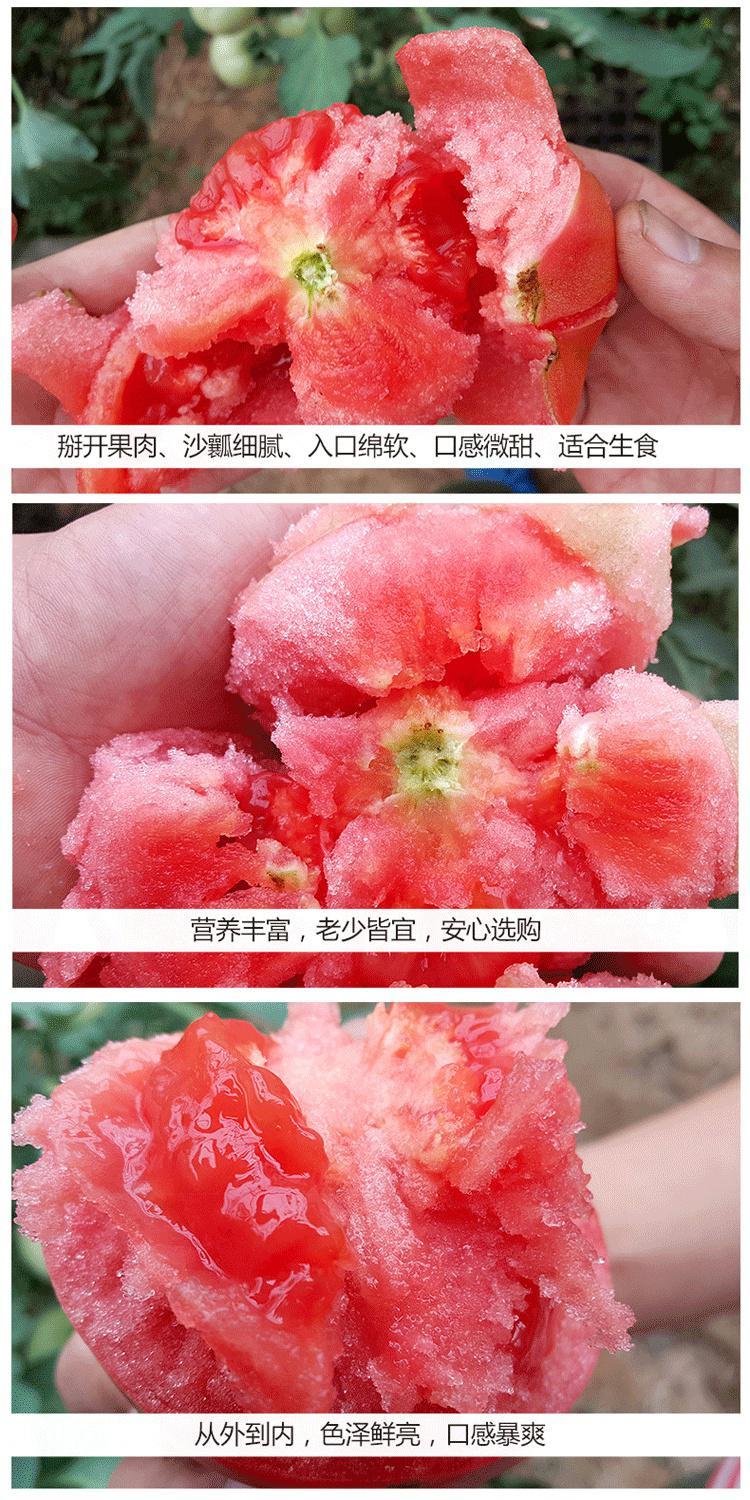 广西现摘沙瓤自然熟西红柿2斤5斤新鲜水果蔬菜带箱