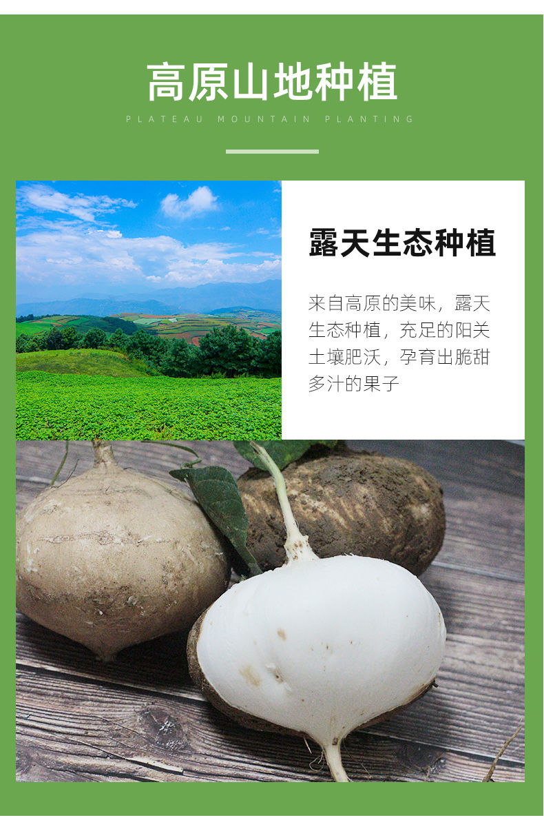 新鲜白凉薯地瓜农家番薯白土瓜蔬菜水果芋头非紫薯红薯2/3/5/10斤