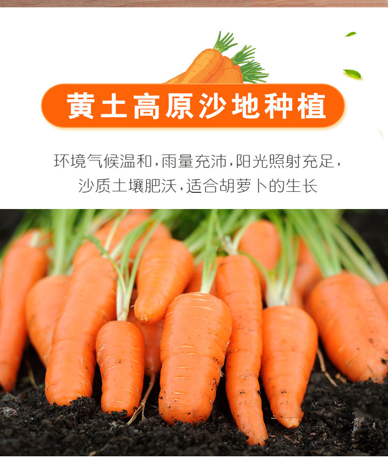 【现挖现发】10斤沙地胡萝卜带箱新鲜蔬菜农家现挖红萝卜水果萝卜