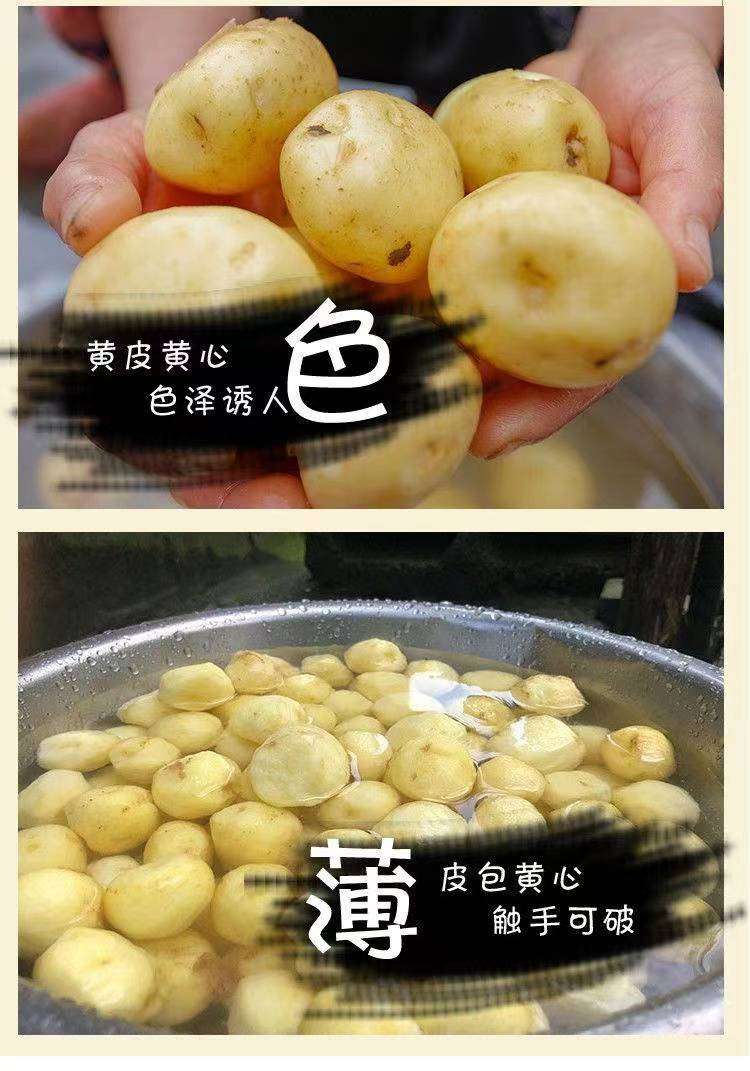 贵安 高山新土豆5斤装大小可选施农家肥不打农药天然无污染现挖现发