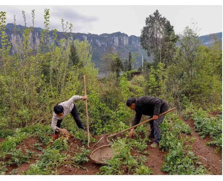 贵安 高山新土豆5斤装大小可选施农家肥不打农药天然无污染现挖现发