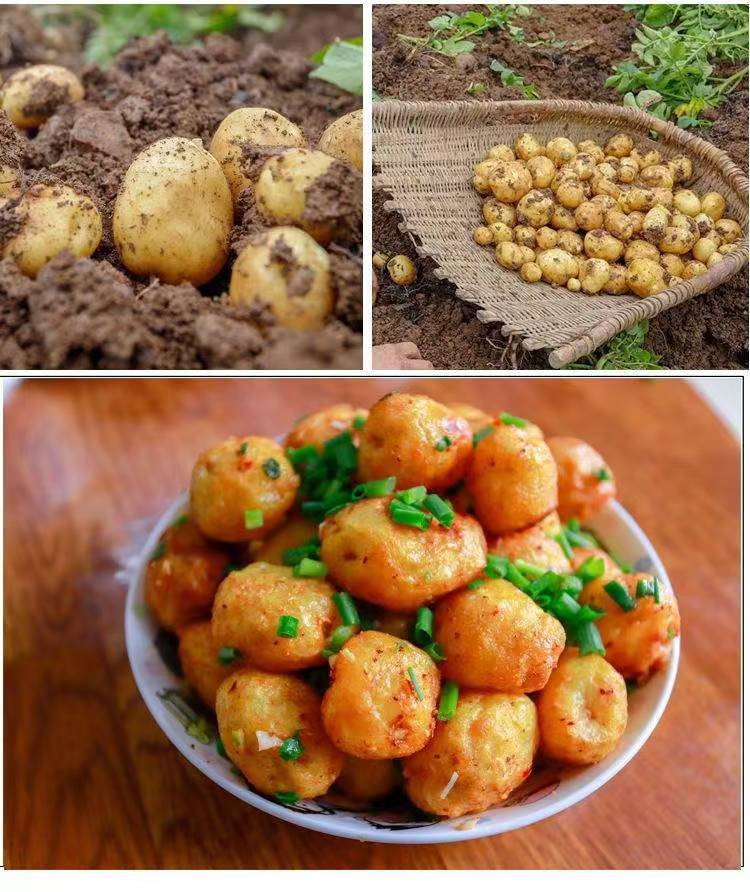 贵安 高山新土豆5斤装大小可选施农家肥不打农药天然无污染现挖现发