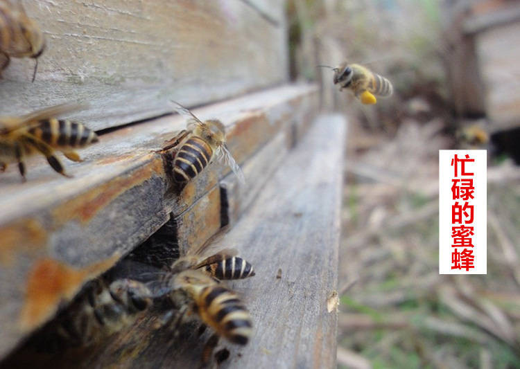 保证没有污染纯真-不要错过真正的蜂蜜！农家蜂蜜纯正天然农家-自产山花蜜洋槐百花蜜自家养土蜂蜜峰蜜野生