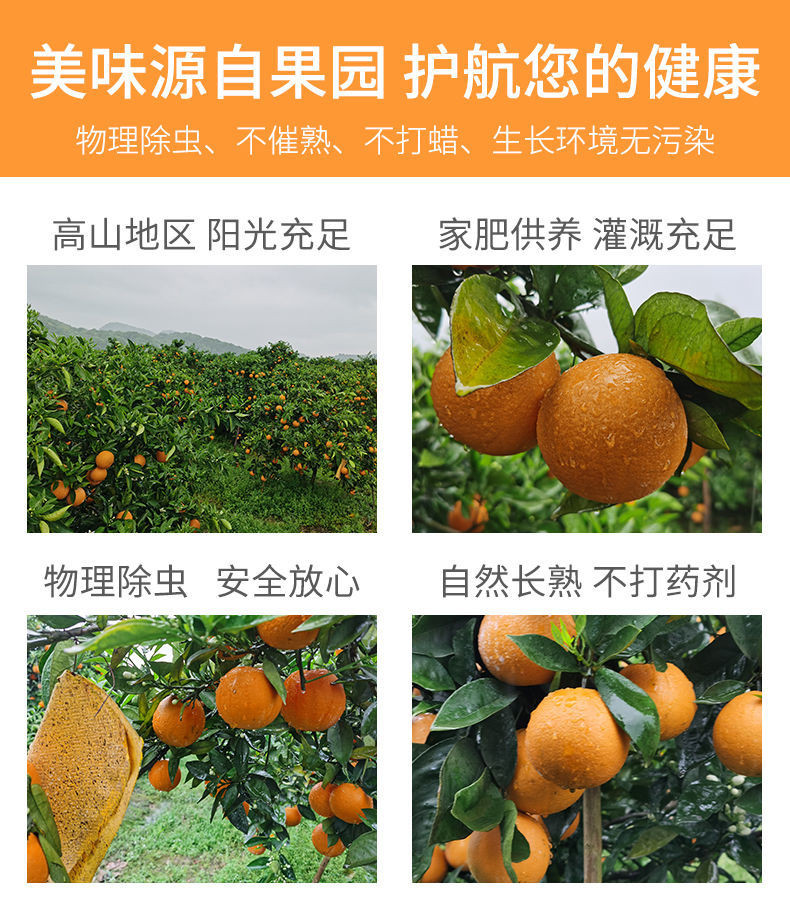 保证好吃甘甜-甜蜜蜜的，馋着甜蜜蜜！【超甜】【夏季鲜橙】秭归脐橙夏橙新鲜橙子孕妇甜橙子非血橙赣南脐橙