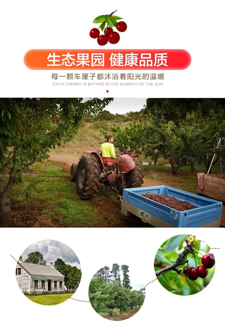 智利进口车厘子樱桃JJJ整箱5时令孕妇新鲜水果包邮1/2/3斤