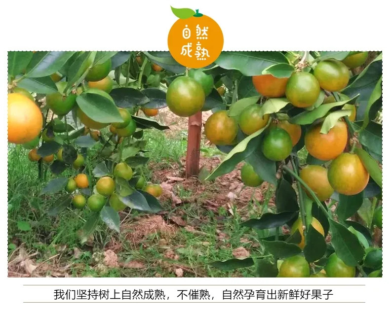 广西融安金桔(单果5-20g)新鲜水果甜的脆皮小柑橘桔子
