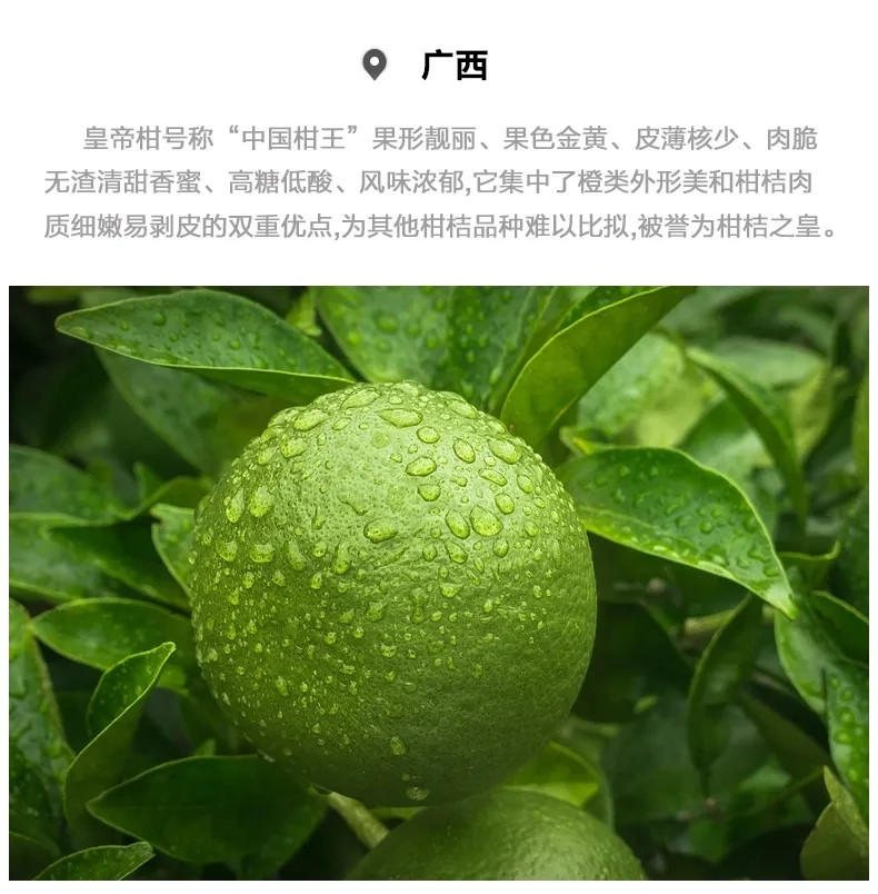 广西正宗皇帝柑新鲜应季水果薄皮甜蜜橘现摘贡柑当季桔子10斤包邮